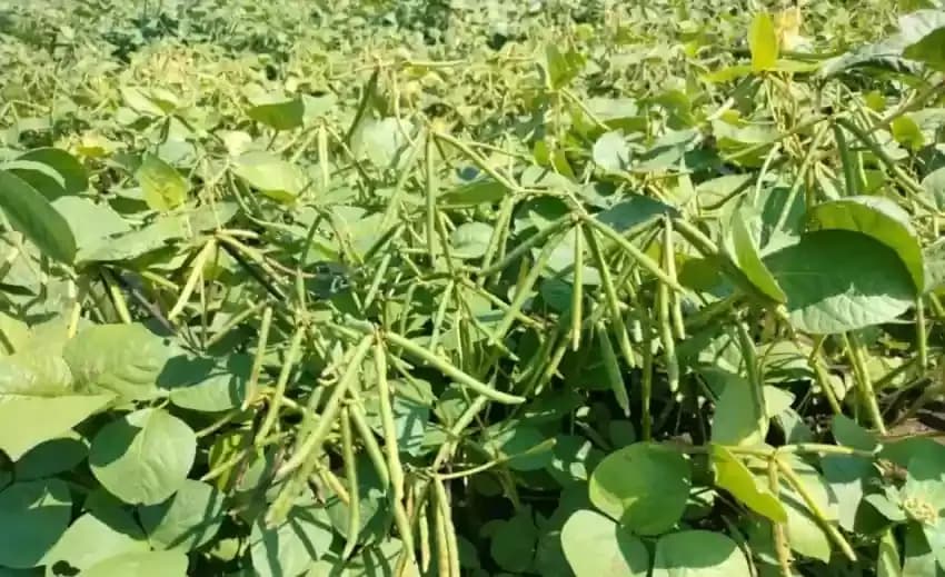 GreenGram Seeds Farming