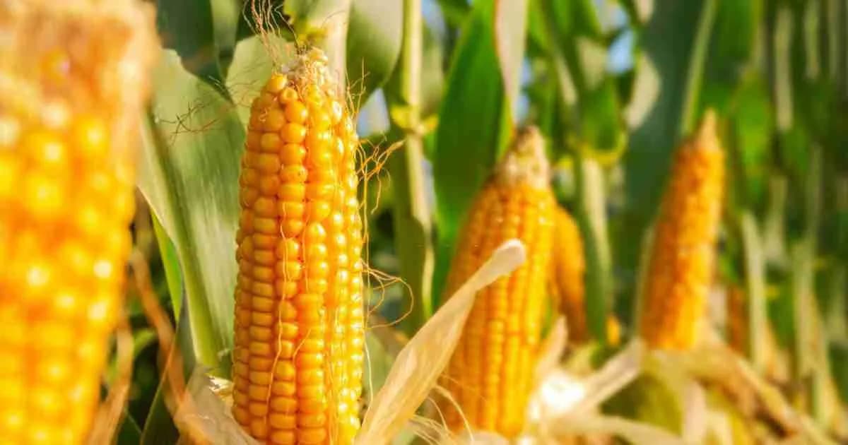 Monsoon Crops in Gujarat