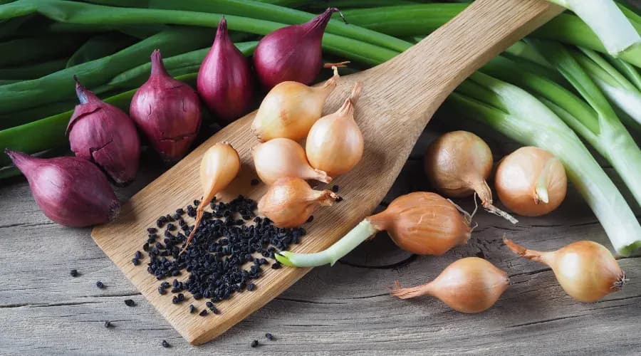 A Guide for Onion Farming in India