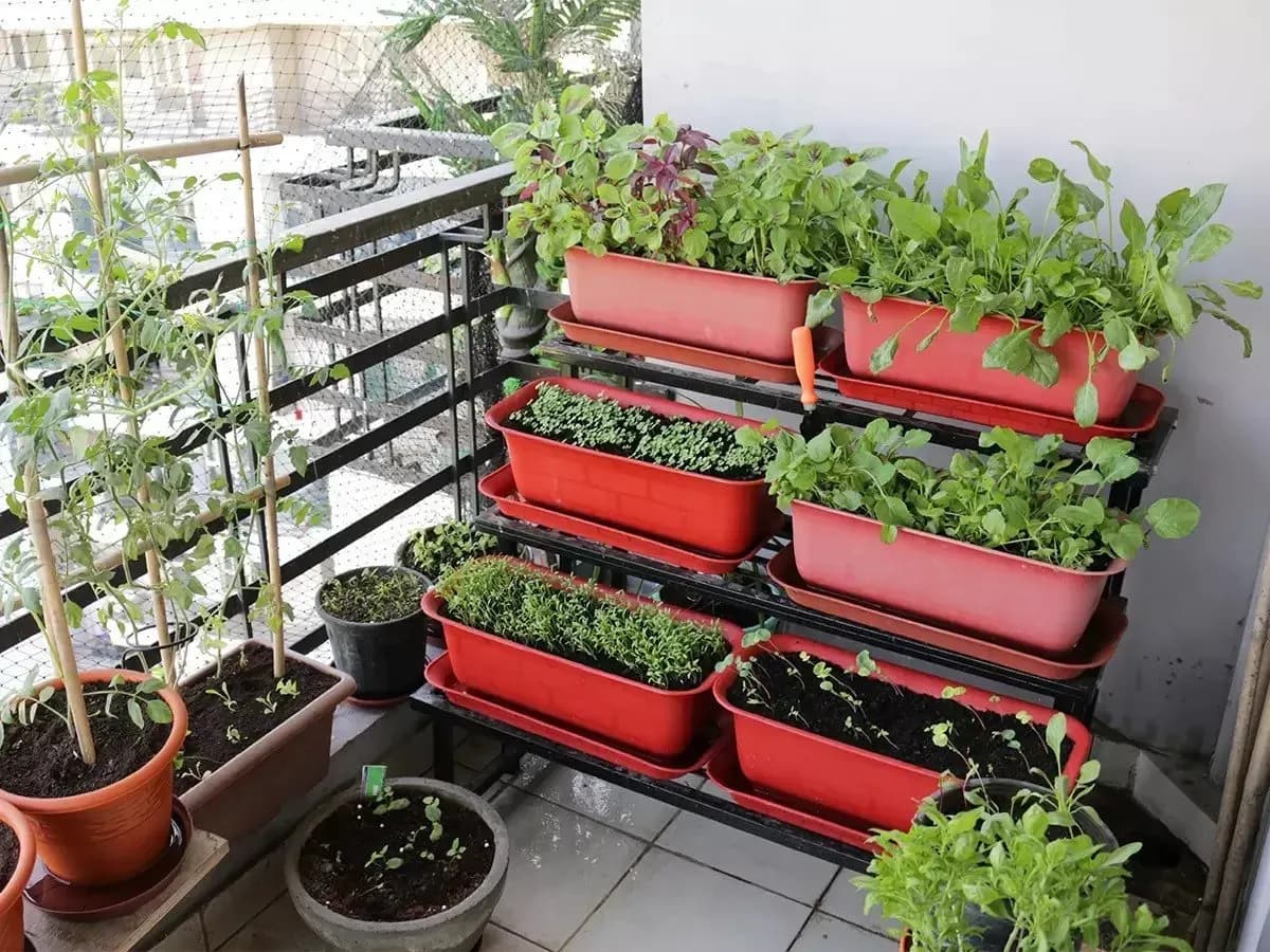 Transform Your Home into a Mini Farm with AgriBee’s F1 Hybrid Kitchen Garden Seeds