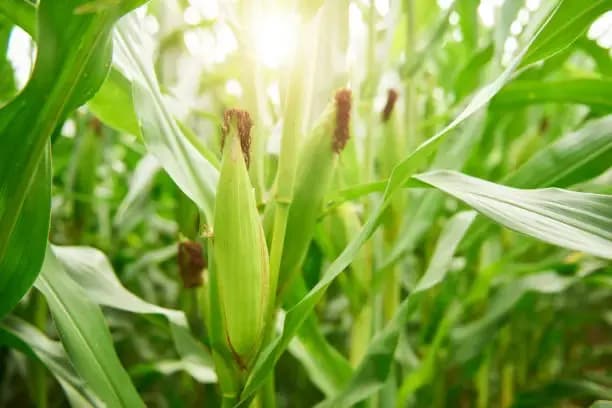 Revolutionize Farming with AgriBee Hybrid Maize Seeds: High-Yield, Quality, and Resilience