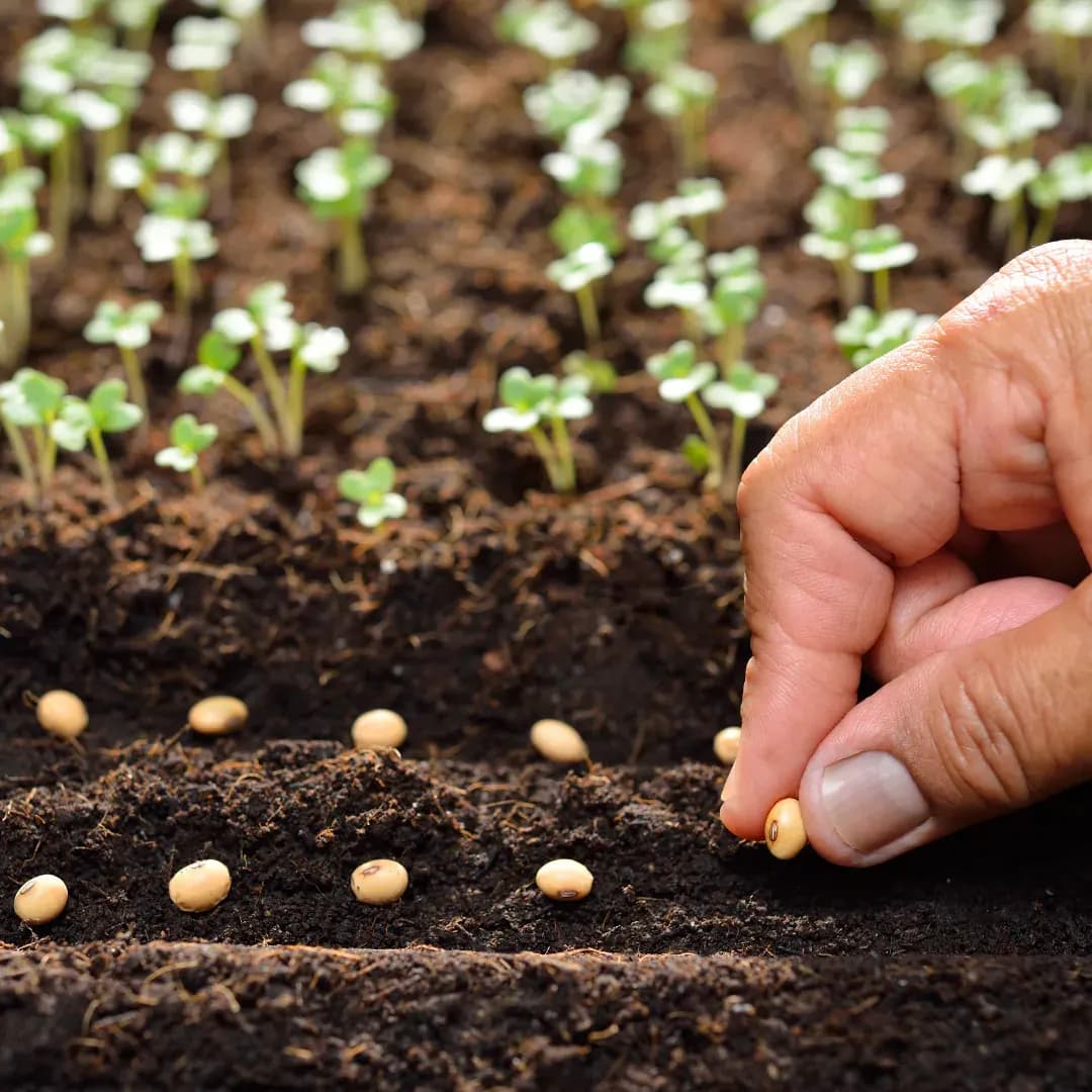 Why Seed Quality Is the Most Overlooked Yet Critical Factor in Farming