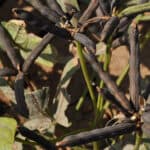 A Guide for Onion Farming in India