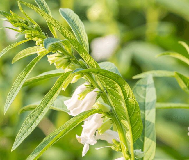 Category: Sesame Seeds Farming