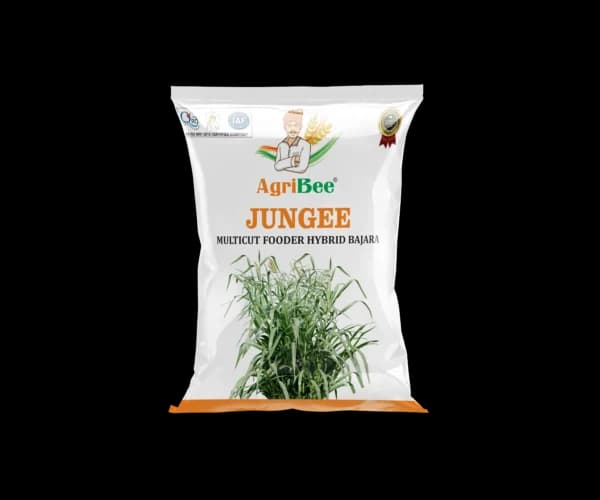 Fodder Bajra – Jungee