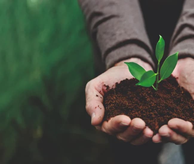 Category: BlackGram Farming