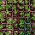 A Guide for Onion Farming in India