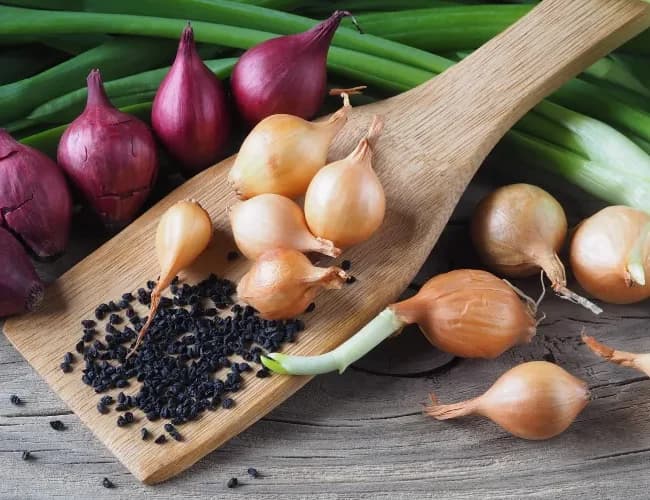 Category: Onion Seeds Farming