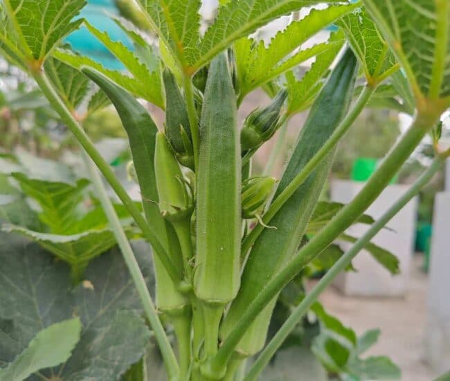 Best Okra Seeds Farming in India: AgriBee 927 Hybrid Okra Seeds