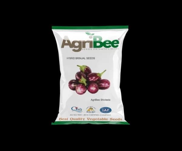 Brinjal Seeds AgriBee Shivleela