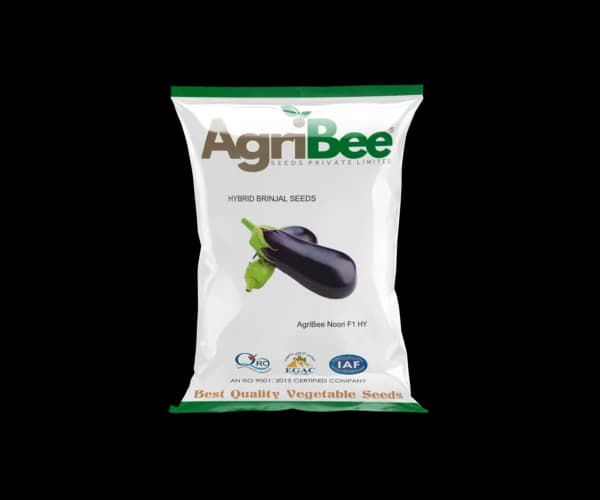 Brinjal Seeds AgriBee Noor