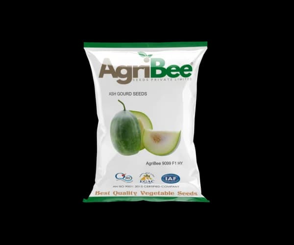 Ash Gourd Seeds AgriBee 9099 F1 HY
