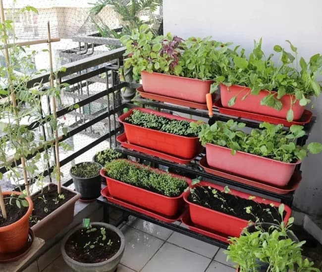 Category: Vegetable Seeds