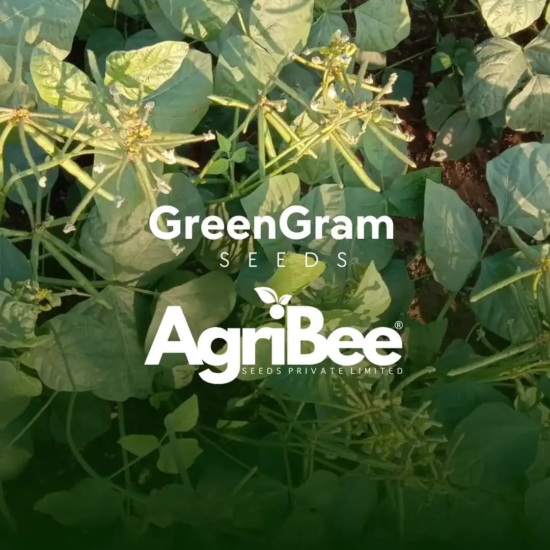 Greengram Seeds Cultivation 2